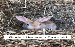 Rex rabbits for sale: Beautiful Purebred Velvet Mini Rex babies  - Image 12