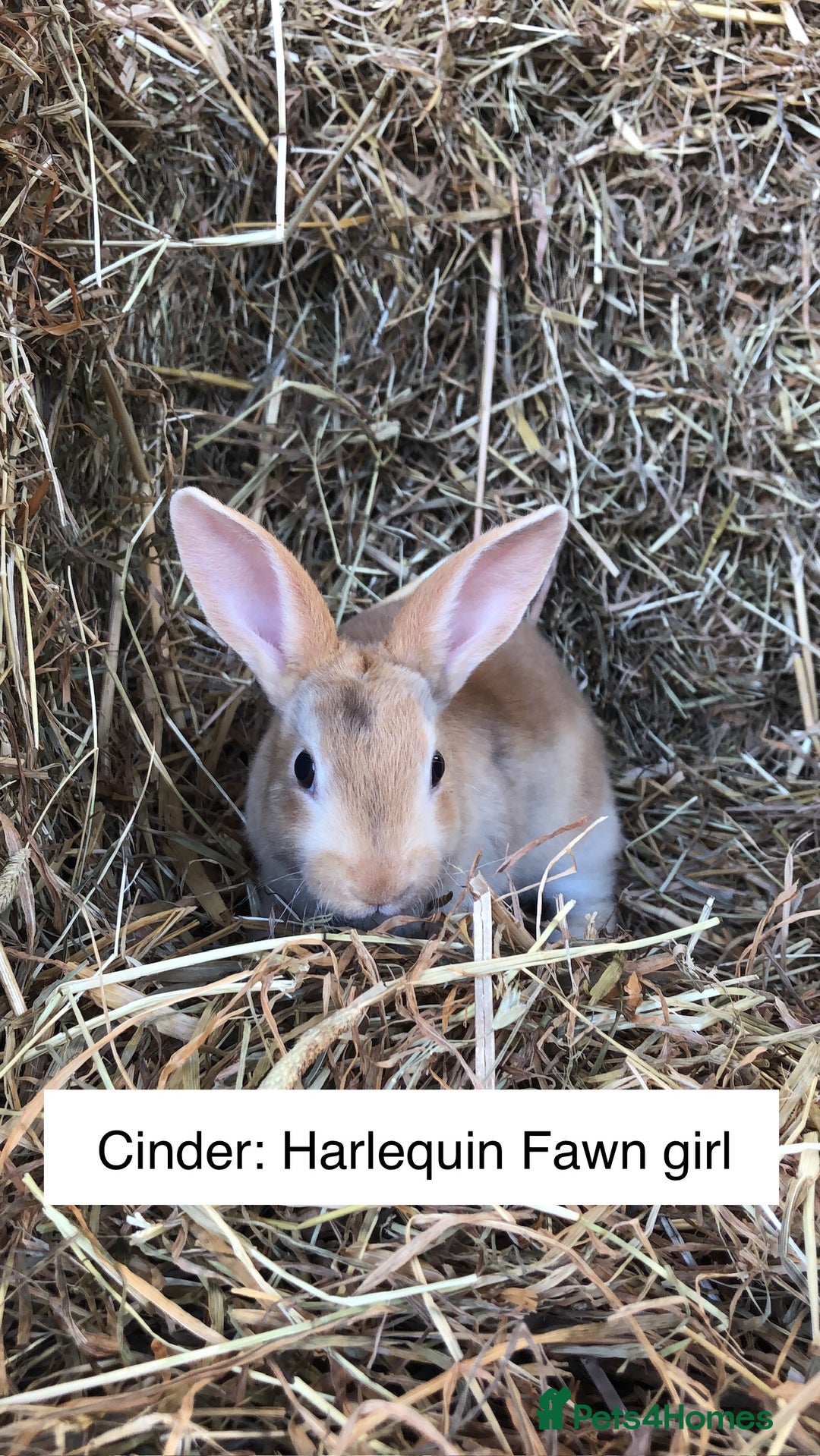 Rex rabbits for sale: Beautiful Purebred Velvet Mini Rex babies  - Image 12