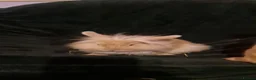 Mixed Breed rabbits for sale: baby rabbits  - Advert 1