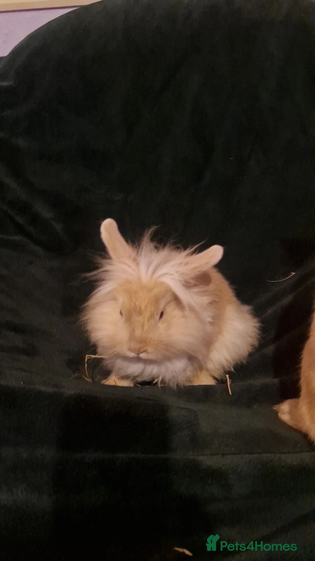 Mixed Breed rabbits for sale: baby rabbits  - Advert 1