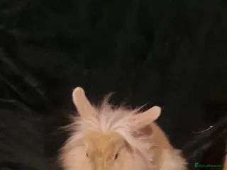 Mixed Breed rabbits baby rabbits - Advert 10