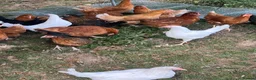 Chickens poultry for sale: 17 weeks old point of lay hens for sale  in London - Advert 6