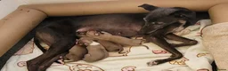 Whippet dogs for sale: KC Registered Male Whippet Puppies  - Advert 1