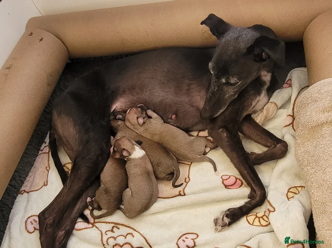 Whippet dogs for sale: KC Registered Male Whippet Puppies  - Advert 1