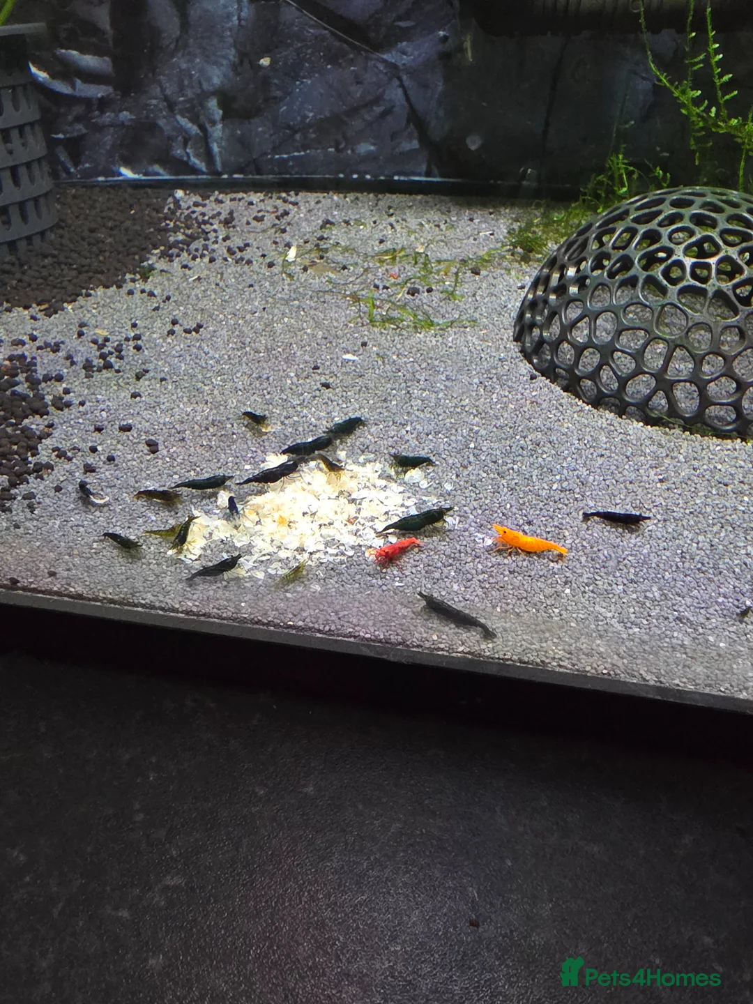 Bettas fish for sale: 40 Ltr betta and shrimps tank. - Advert 2