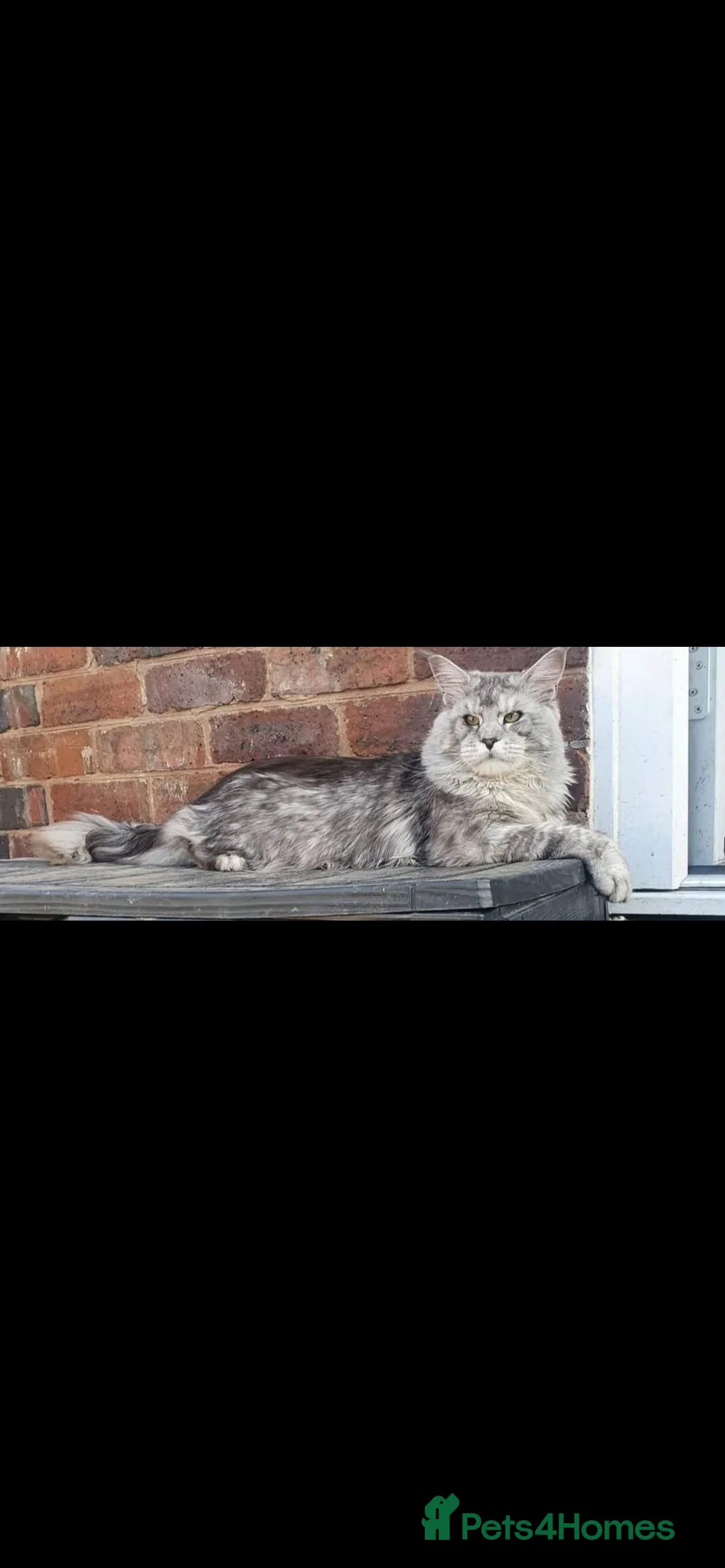 Maine Coon cats for sale: Tica registered male kittens  - Advert 11