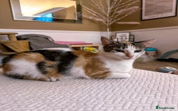 Mixed Breed cats for sale: Female cat - Image 1