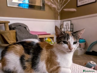 Mixed Breed cats Female cat - Advert 8