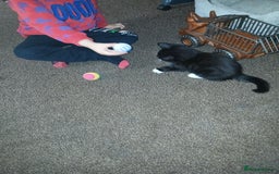 Mixed Breed cats for sale: 1 Beautiful black and white girl left  - Image 3