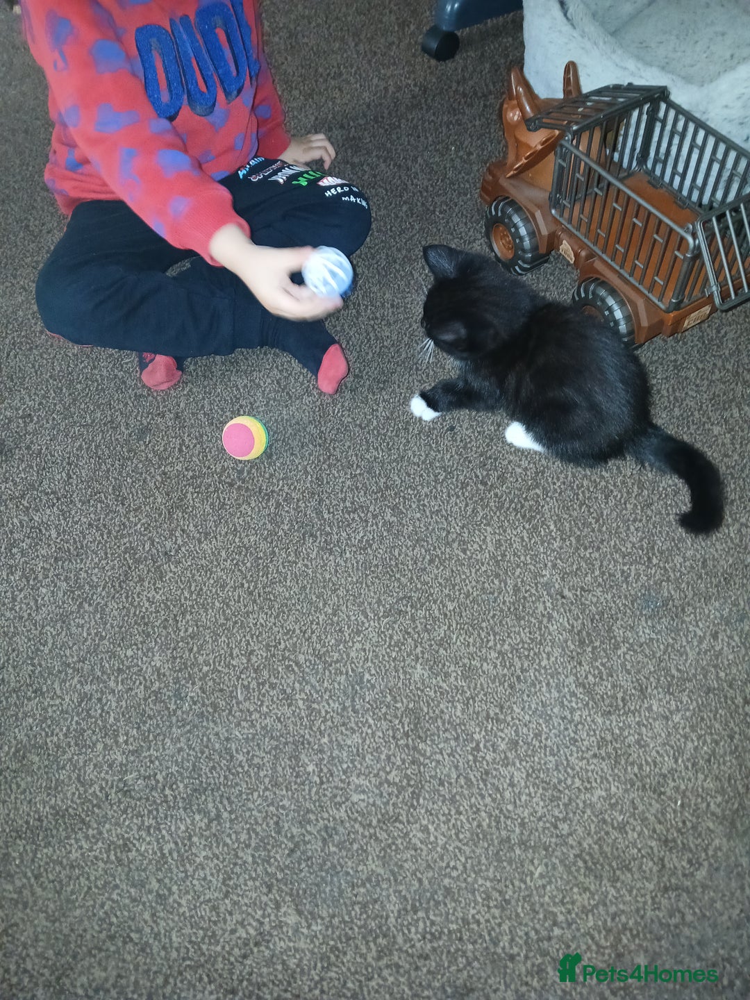 Mixed Breed cats for sale: 1 Beautiful black and white girl left  - Image 3