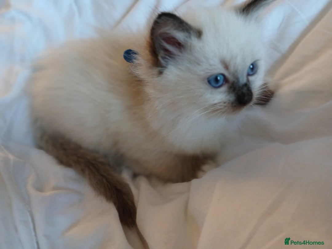 Ragdoll cats for sale: 6 Adorable 1/2 Pedigree Ragdoll Kittens 💗  - Advert 26