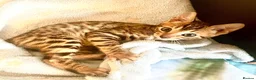 Bengal cats for sale: 2 beautiful benegal sisters  - Advert 5