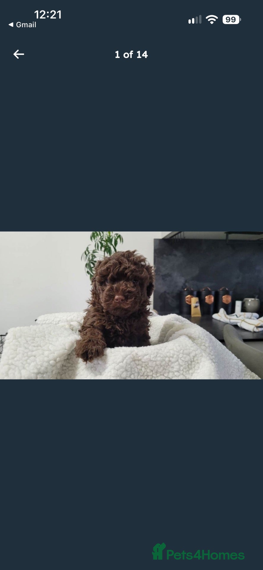 Sproodle dogs for sale: Toy Sproodle Puppies  - Advert 4
