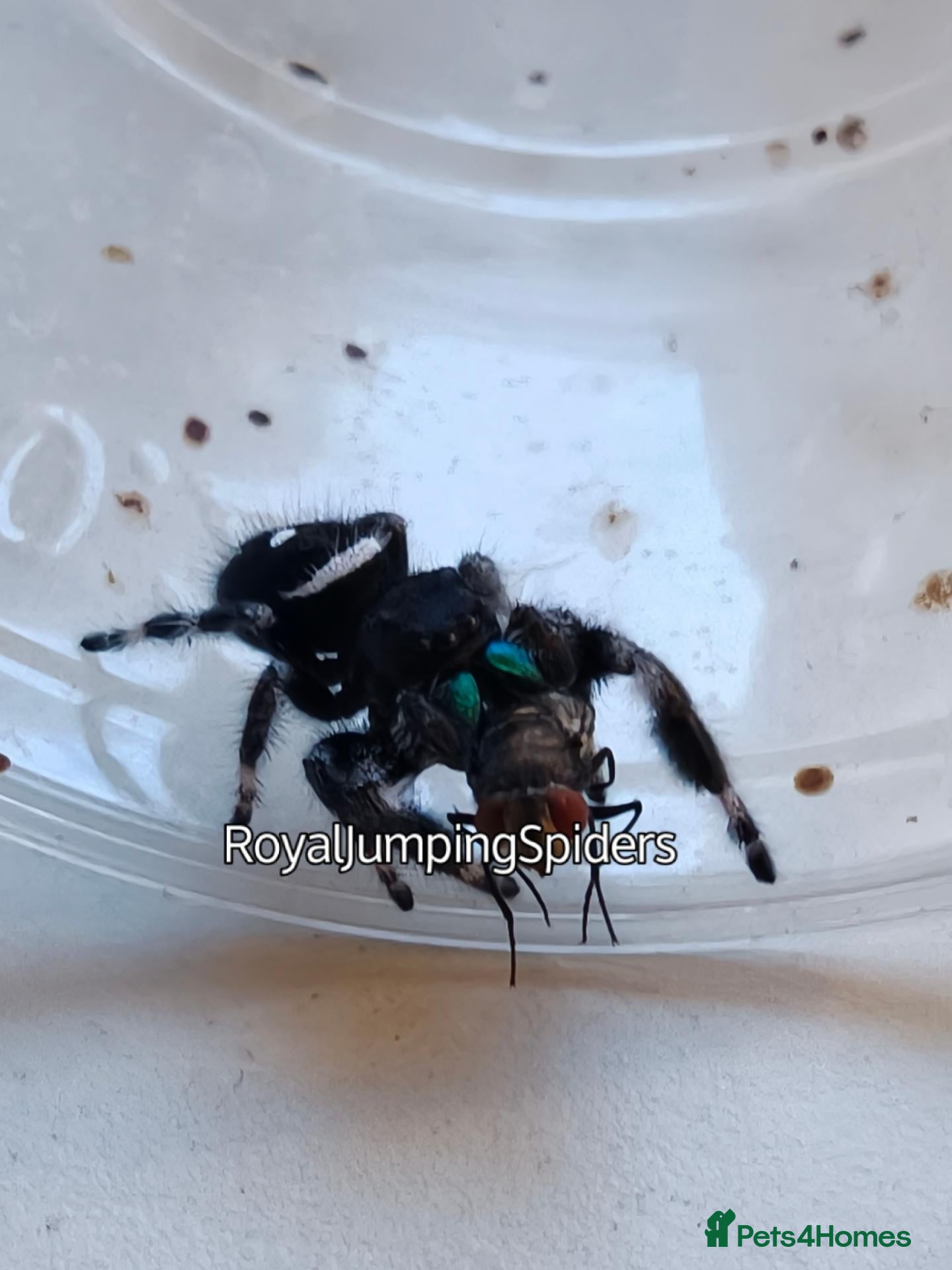 Spiders invertebrates for sale: Phidippus regius Apalachicola shipment incl. - Advert 11