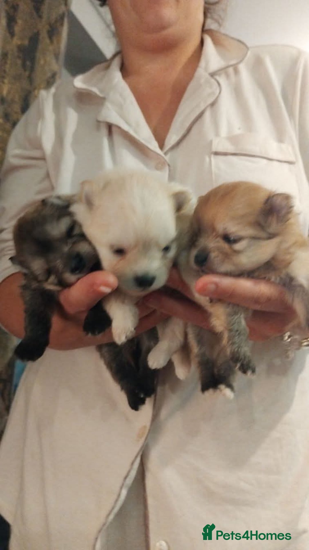 Pomeranian dogs for sale: Beautiful tiny Pomeranian Puppy   - Advert 6