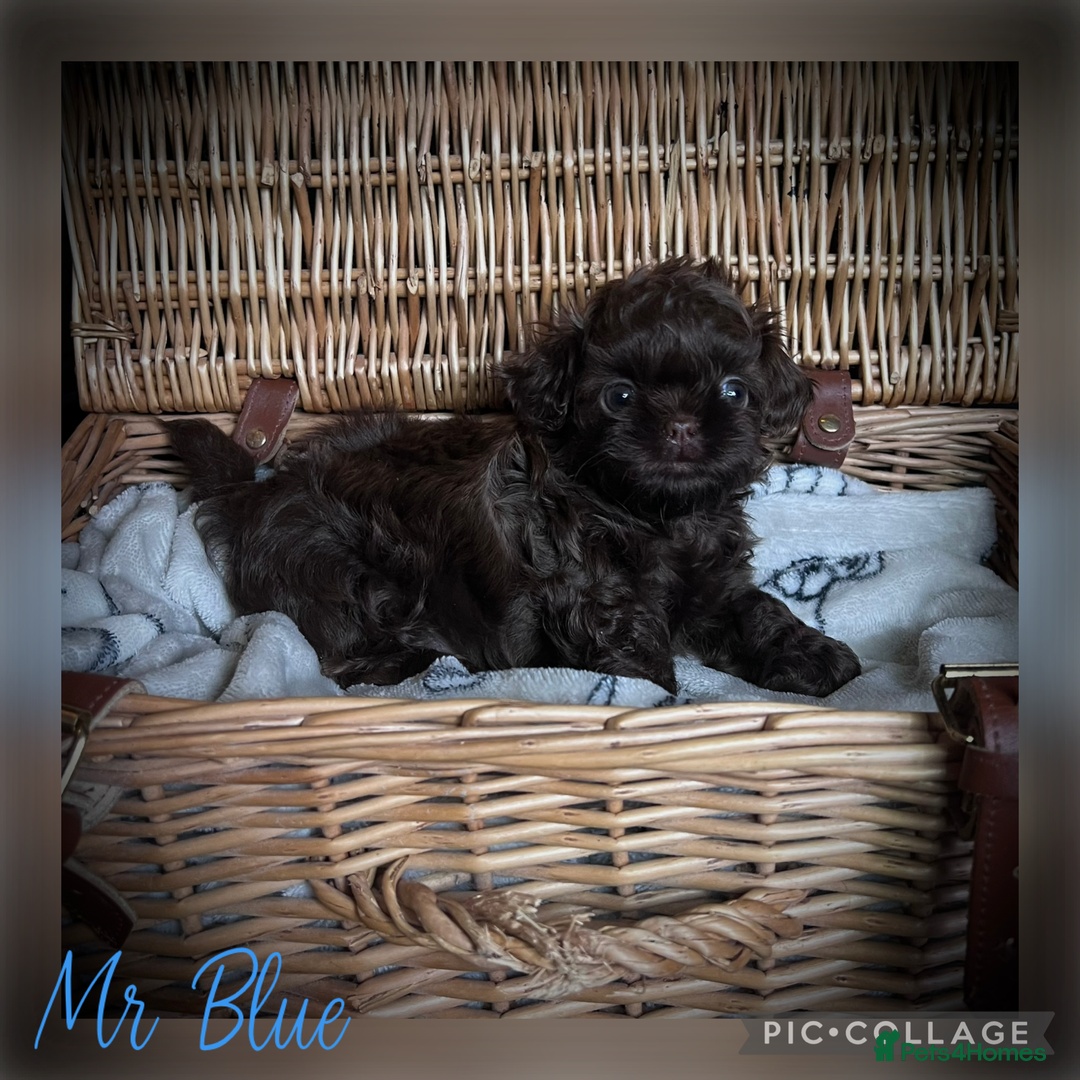 Shih Tzu dogs for sale: Stunning KC chocolate imperial Shihtzu puppies - Image 2