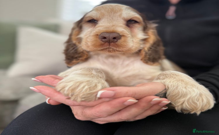 Cocker Spaniel dogs - Advert 3