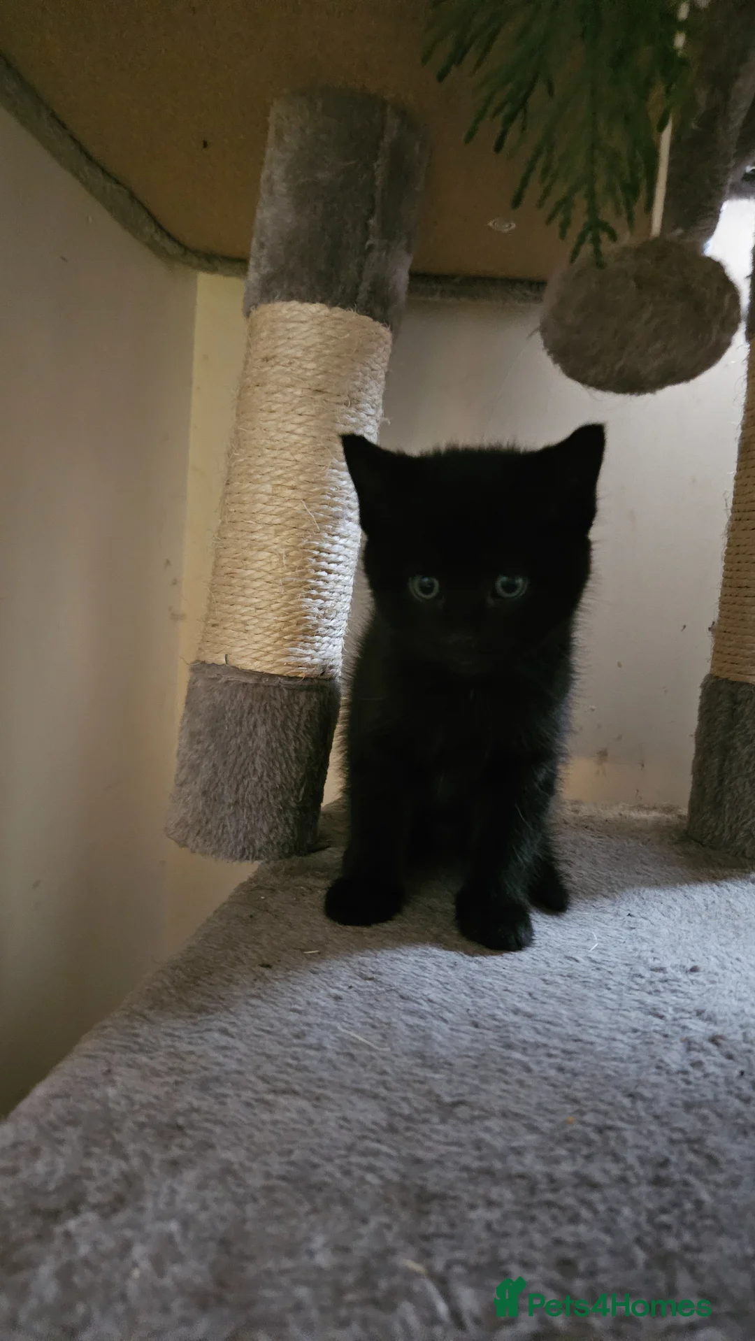 Mixed Breed cats for sale: Stunning and unique kittens - Advert 5
