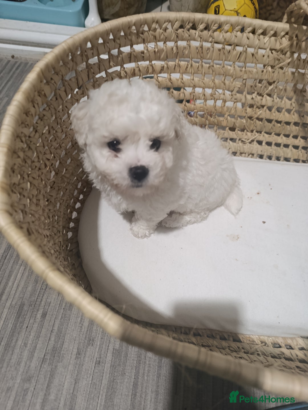 Bichon Frise dogs for sale: BISHON FRISE - Advert 5