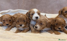 Cavapoo dogs for sale: Beautiful F1b cavapoo puppies health tested - Image 5