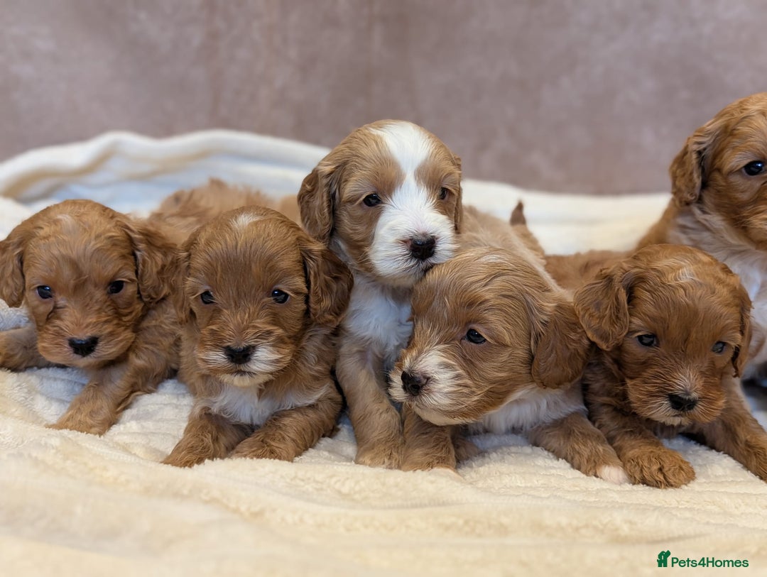 Cavapoo dogs for sale: Beautiful F1b cavapoo puppies health tested - Image 5