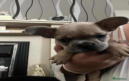 French Bulldog dogs for sale: Male Frenchie puppy - Image 1