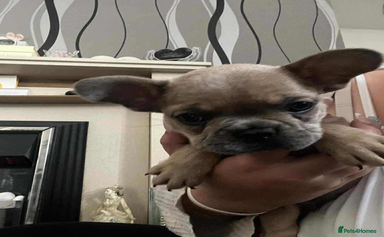 French Bulldog dogs - Advert 5