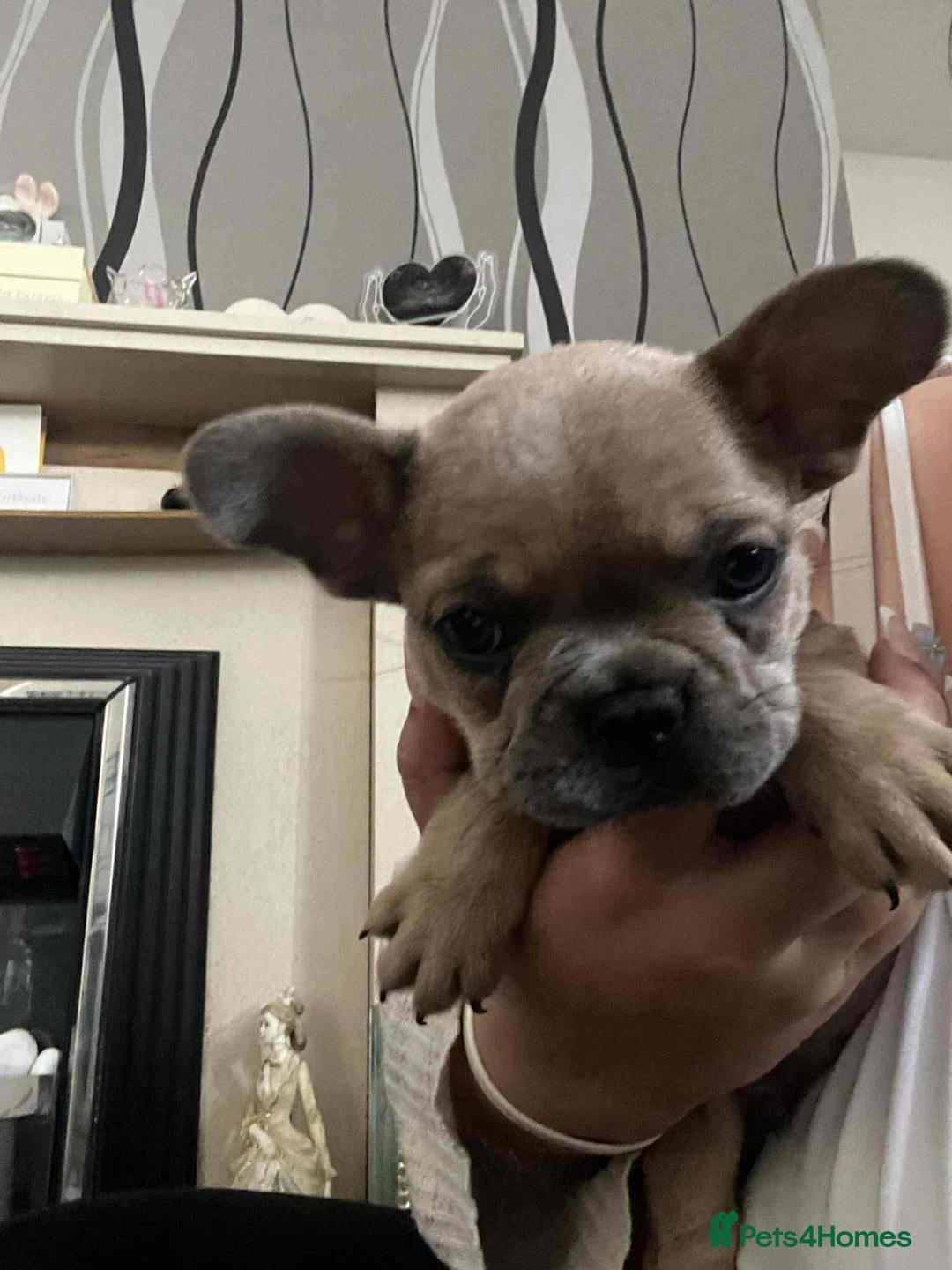 French Bulldog dogs for sale: Male Frenchie puppy - Image 1