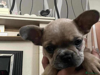 French Bulldog dogs - Advert 16