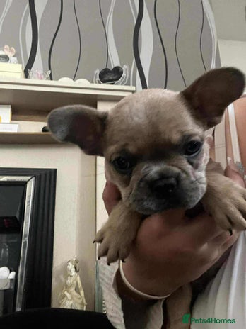 French Bulldog dogs - Advert 9