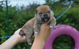 Japanese Shiba Inu dogs for sale: Beautiful Japanese Shiba Inu Puppies - Image 25