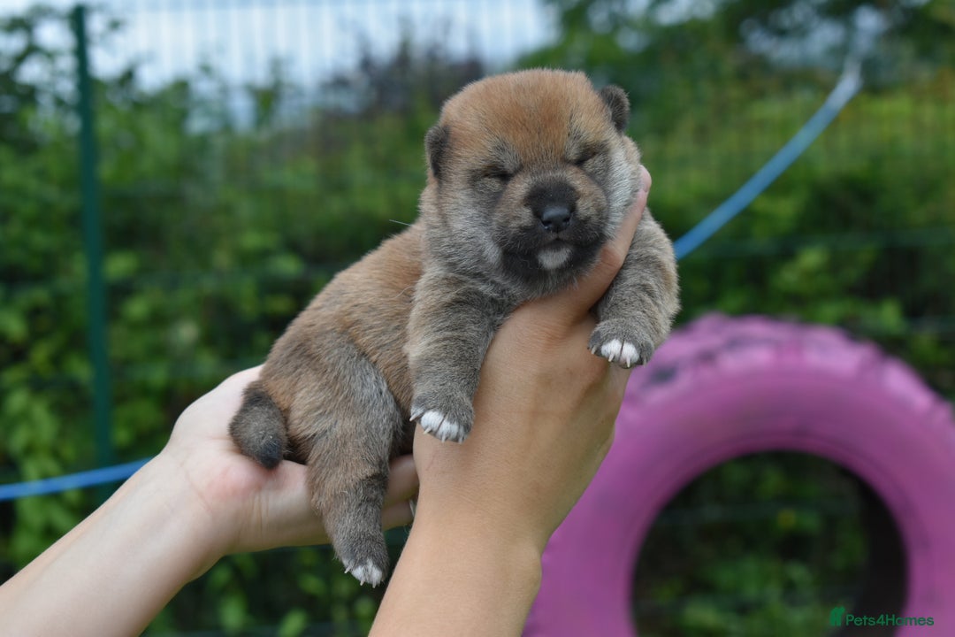 Japanese Shiba Inu dogs for sale: Beautiful Japanese Shiba Inu Puppies - Image 25
