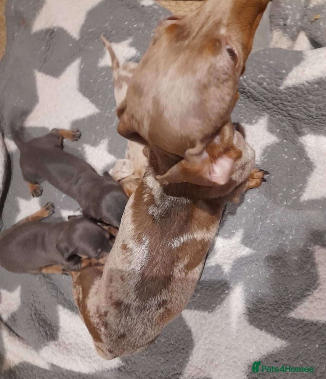 Miniature Dachshund dogs for sale: Miniature dachshund puppies  - Advert 11