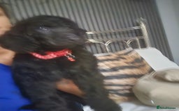 Standard Poodle dogs for sale: REDUCED TODAY!! Last 2 boys 1 cream 1 BLACK 😍  - Image 19