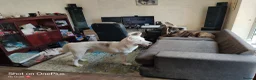 Huskita dogs for sale: For sale Huskita in Grimsby - Advert 4