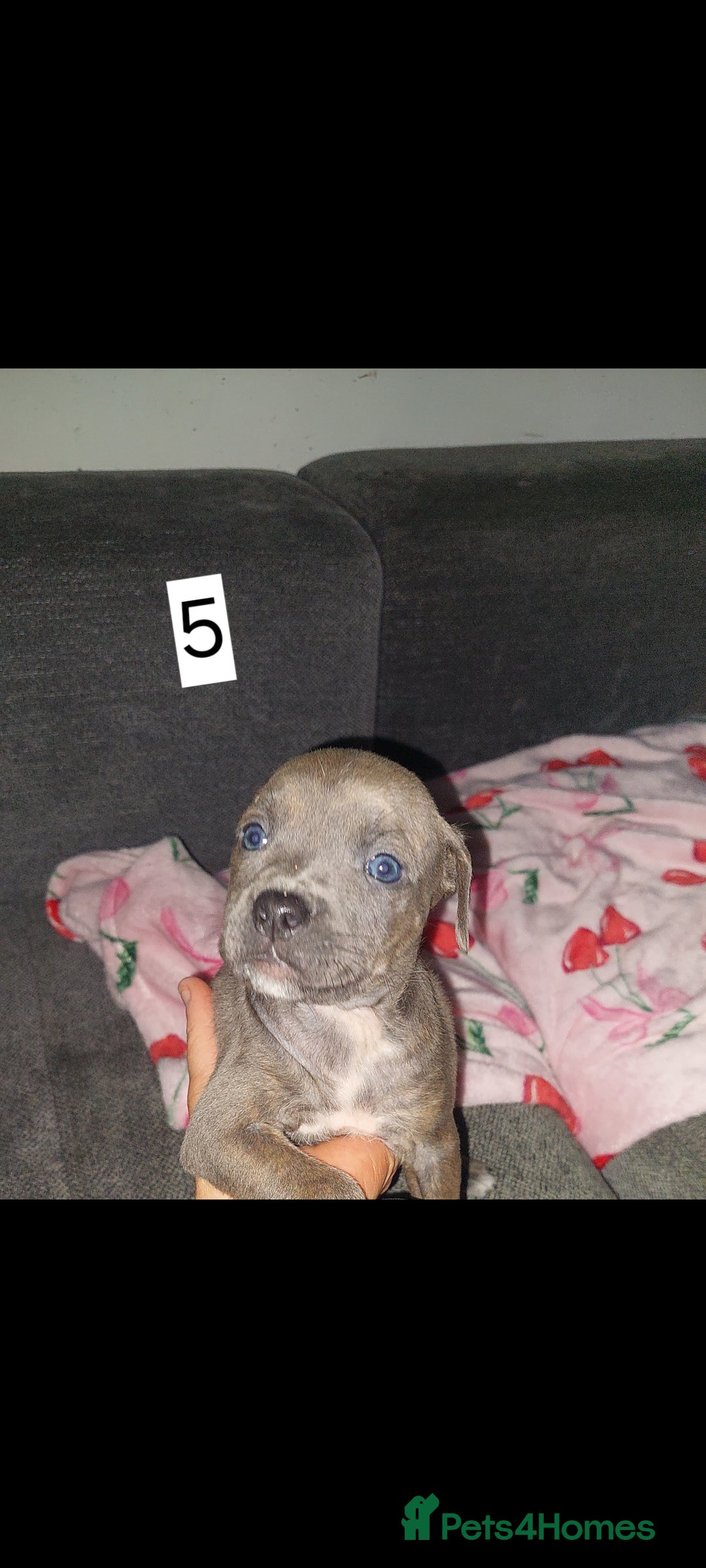 Mixed Breed dogs Staff pocket pups only 1 girl 1 boy left - Advert 14