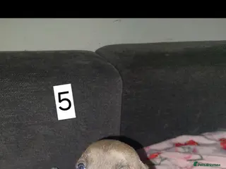 Mixed Breed dogs Staff pocket pups only 1 girl 1 boy left - Advert 14