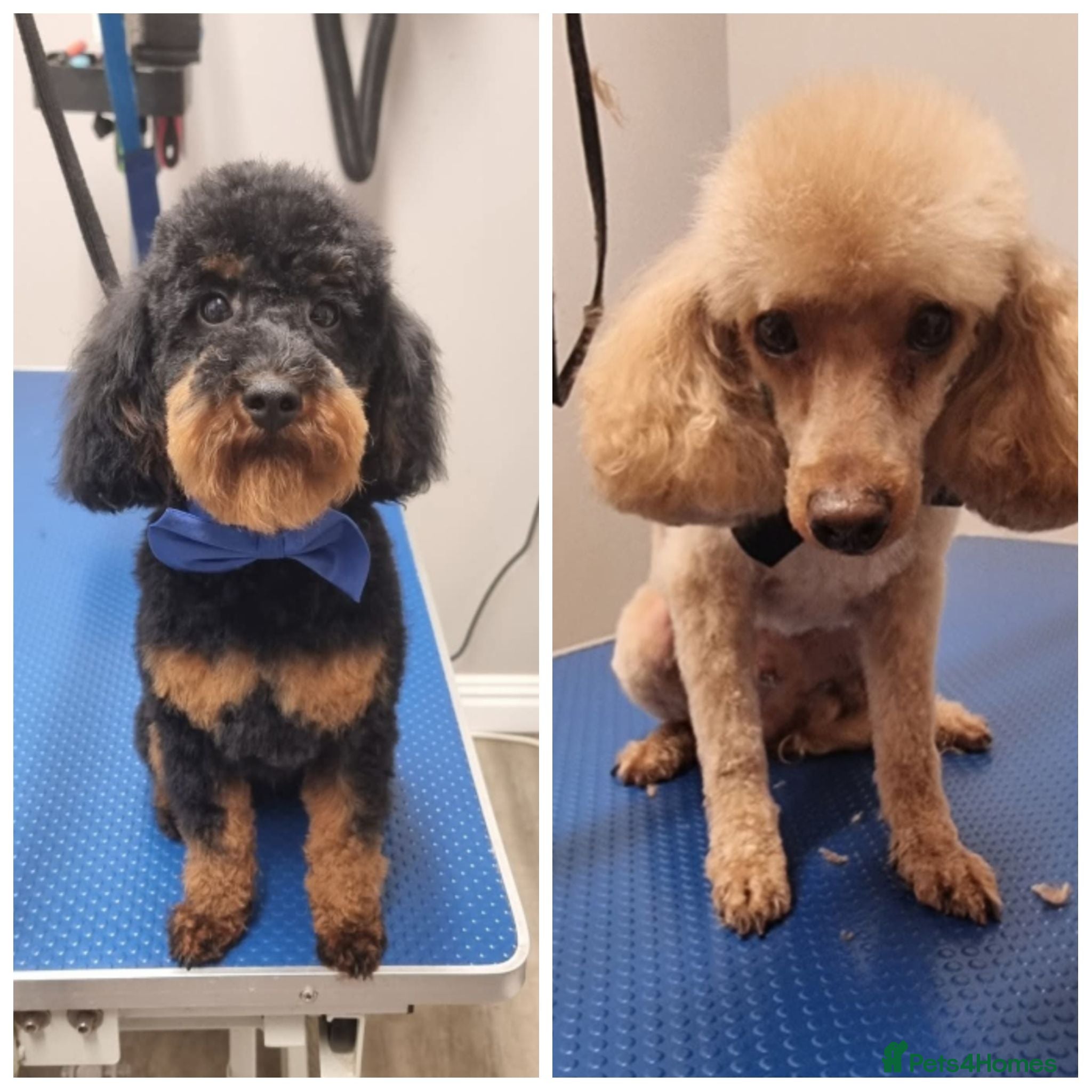 Toy Poodle dogs STUD fully health tested and proven  - Advert 1