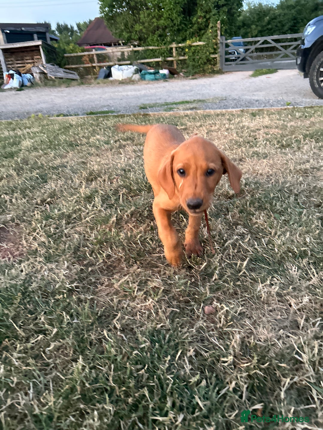Labrador Retriever dogs for stud: Dark Fox Red KC fox red Labrador for Stud in Hereford - Image 29