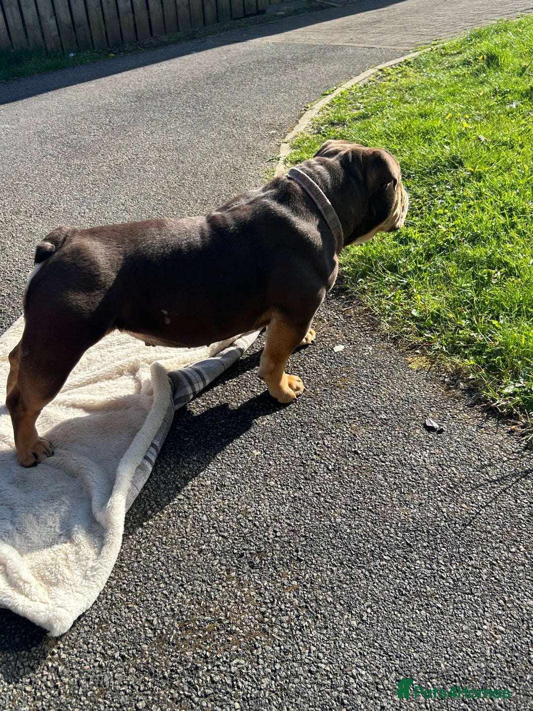 English Bulldog dogs for sale: English bulldog female  - Image 4