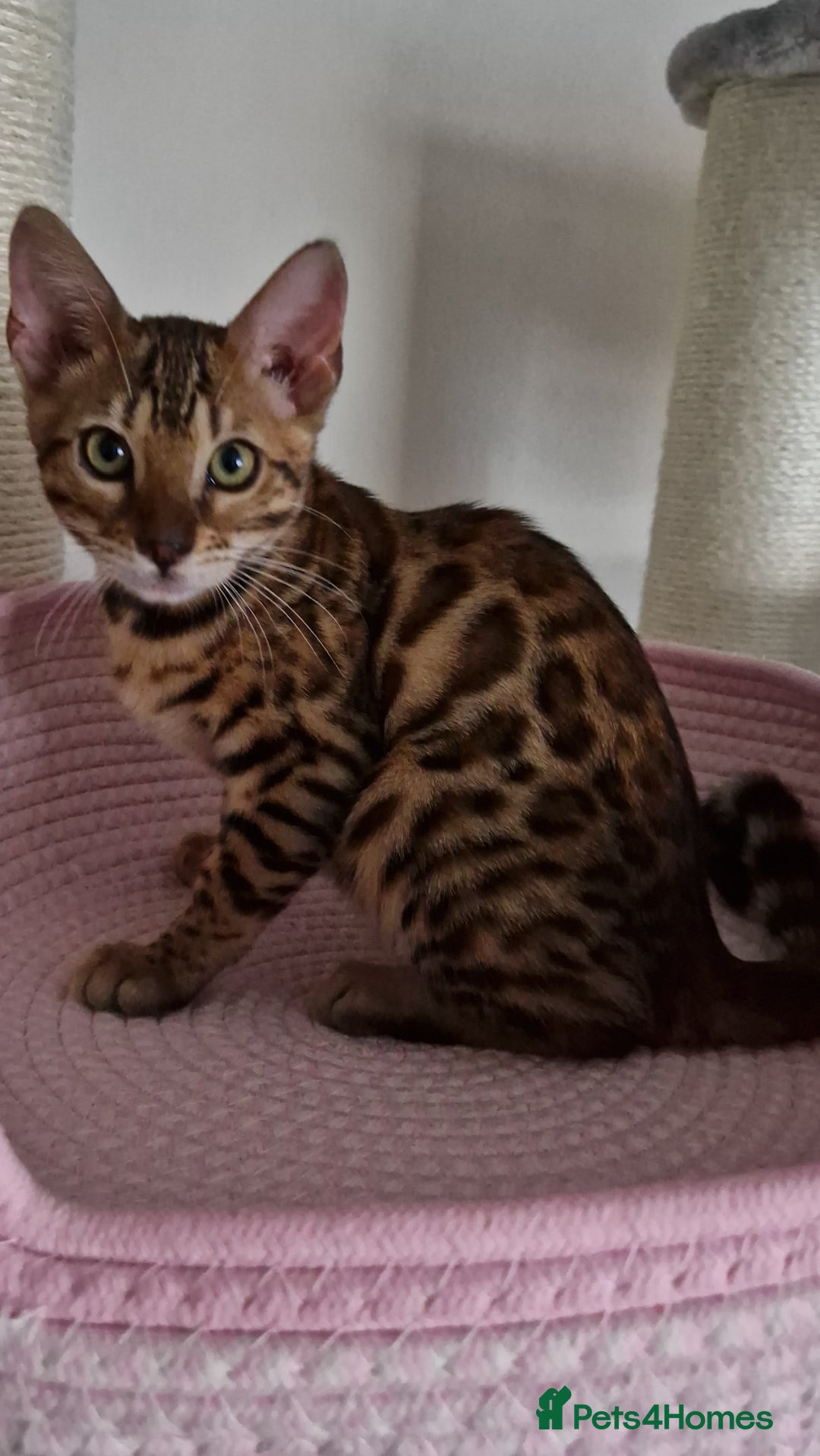 Bengal cats for sale: Last one😍Pure Bengal kittens❤️Ready to go😍 - Image 23