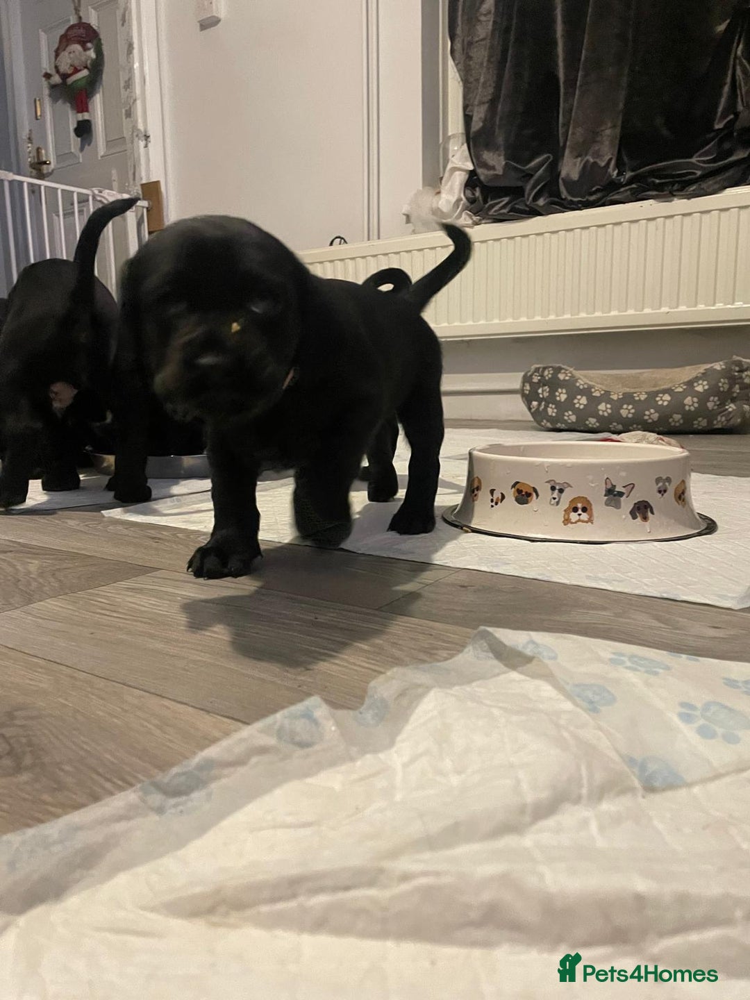 Mixed Breed dogs for sale: Chunky staff x lab pups 3 left - Advert 18