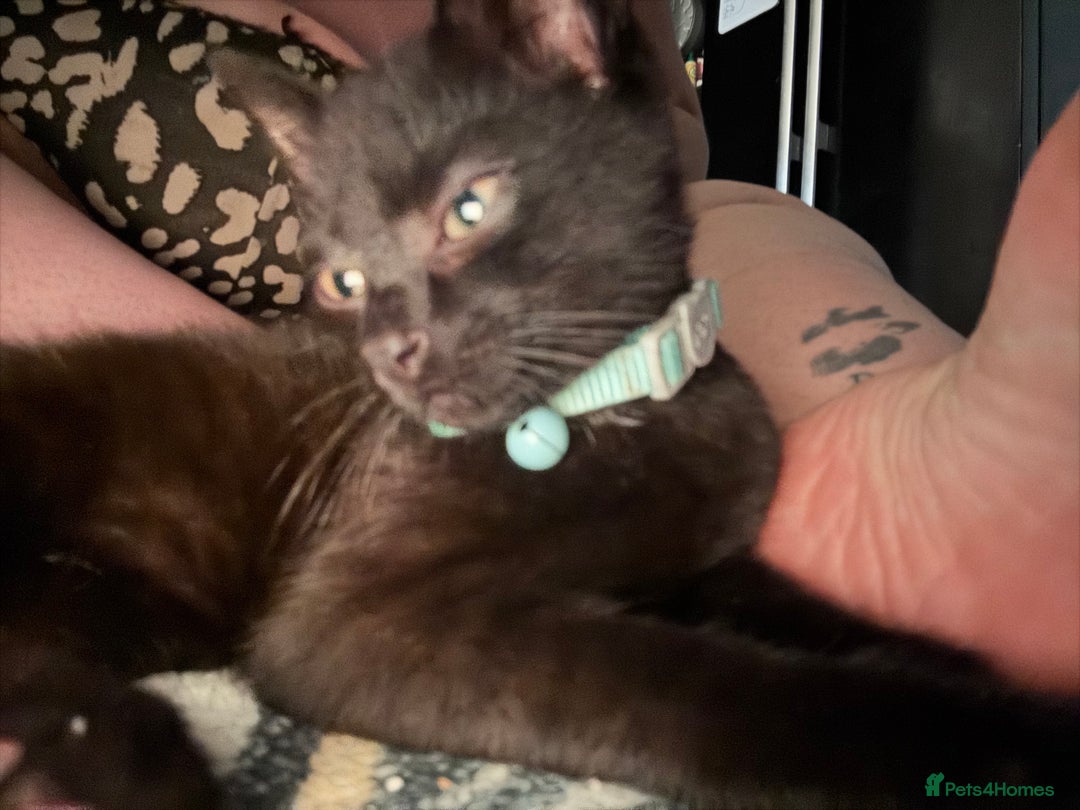 Domestic Shorthair cats for sale: Male black kitten - Image 7