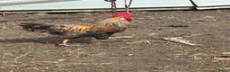 Chickens poultry for sale: Cockeral - Advert 1