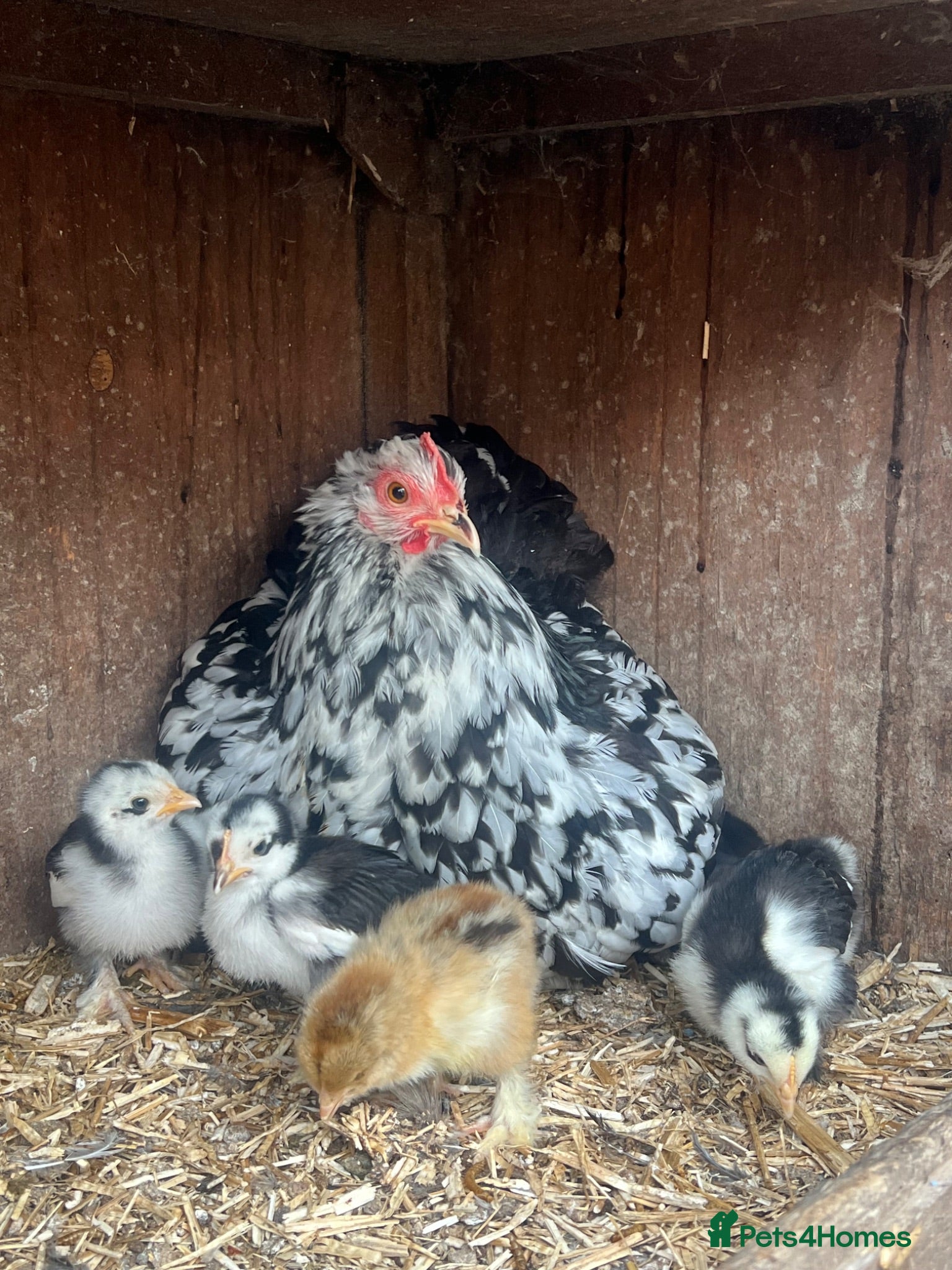 Chickens poultry Mottled Pekin mum with 7 Pekin chicks for sale  - Advert 1