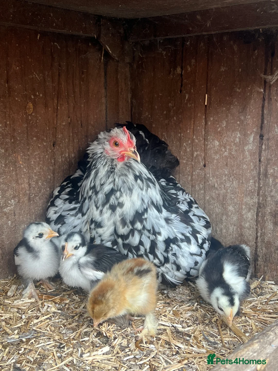 Chickens poultry for sale: Mottled Pekin mum with 7 Pekin chicks for sale  - Advert 1