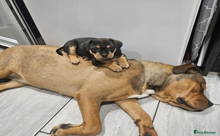 Mixed Breed dogs - Advert 16