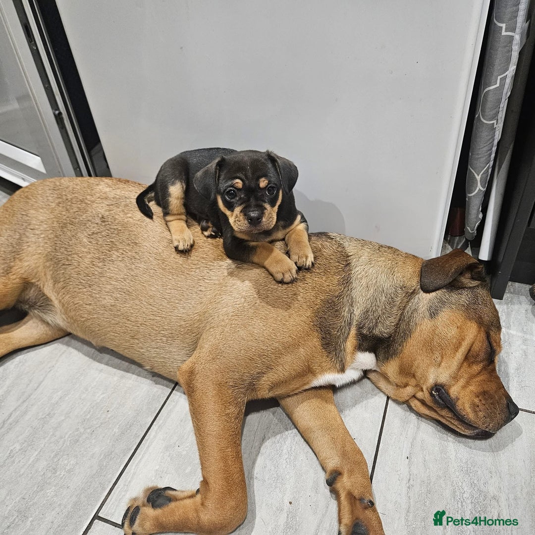 Mixed Breed dogs for sale: French Bulldog/Manchester Terrier hybrid. - Image 2