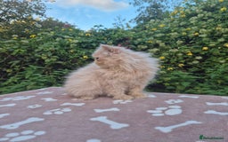 Persian cats for sale: 💙READY NOW💙🏆Champion sired boys💙 😸  - Image 10