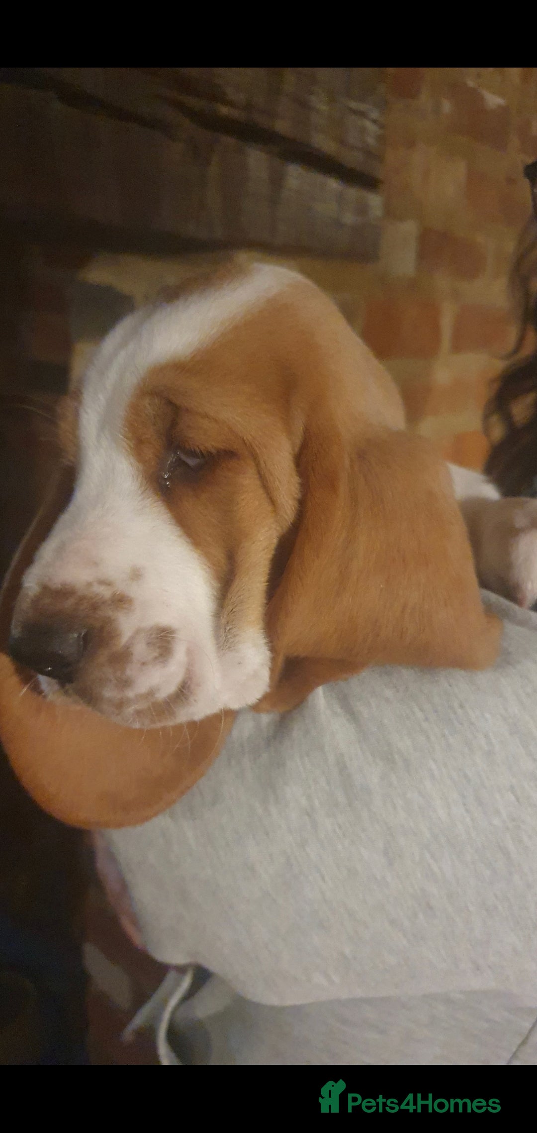 Basset Hound dogs for sale: Red and white basset boy available  - Image 5